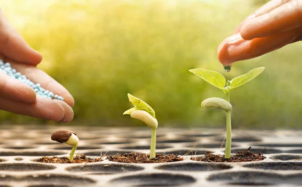 Hands watering young baby plants