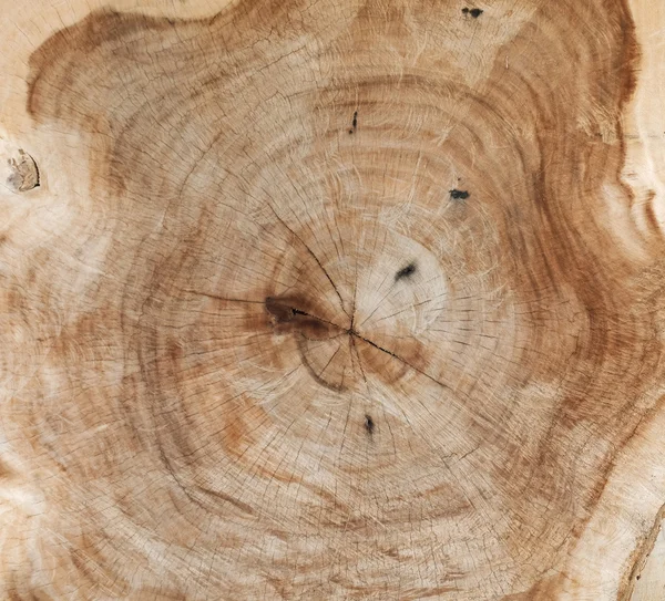 Cross section of tree trunk showing growth rings.