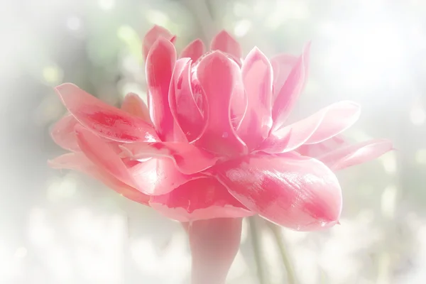 Torch Ginger Plant