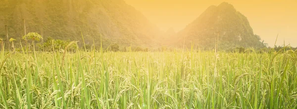 Soft focus of rice farm landscape