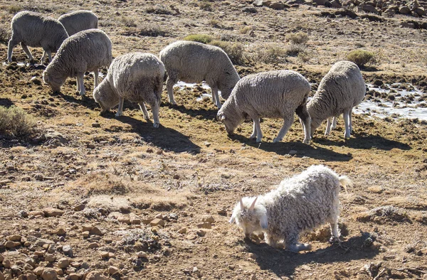 Merino sheep and Angora goats herd feed in the Maluti mountains, Drakensberg, Lesotho. Winter in Africa.  Wool and mohair industry.