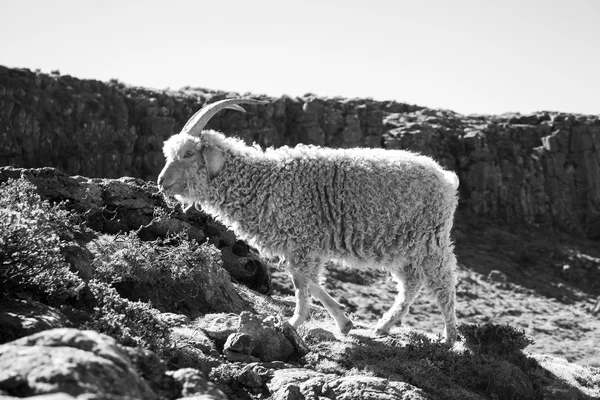 Angora goat is feeding in the Maluti mountains, Drakensberg, Lesotho. Wool and mohair industry.