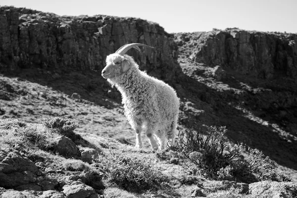 Angora goat are feeding in the Maluti mountains, Drakensberg, Lesotho. Winter in Africa.  Wool and mohair industry.