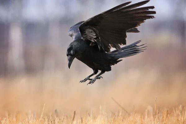 Raven landing in the grass