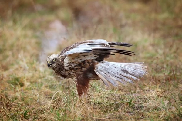 Marsh harrier in grass