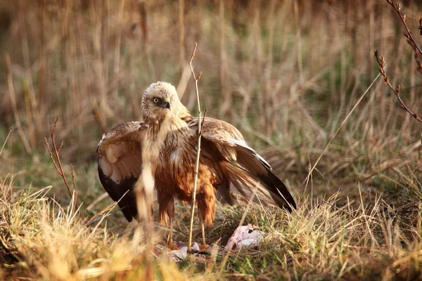 Marsh harrier in grass