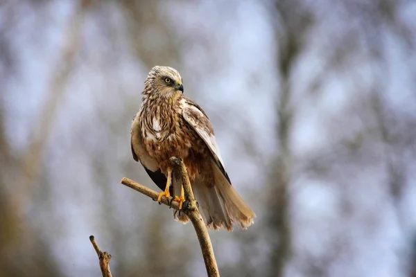 Marsh harrier on a branch