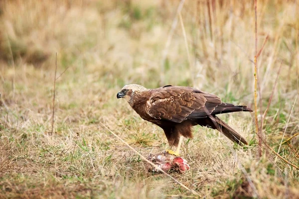 Marsh harrier in grass