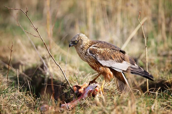 Marsh harrier sitting in grass