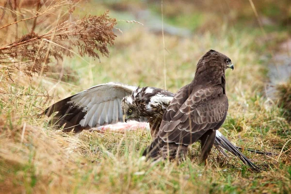 Harrier vs buzzard