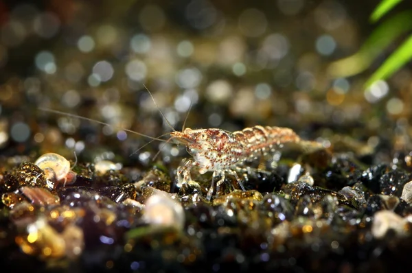 Freshwater shrimp closeup shot
