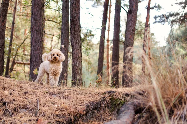 Toy poodle stands on the background of a autumn woods
