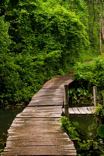 Wooden bridge for walk in the rain forest.