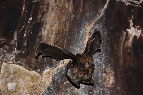 Bat wings are small.