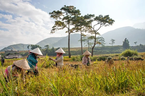YEN BAI, VIETNAM, September 12, 2015 farmer groups, ethnic Thai, highland Yen bai, in the rice harvest