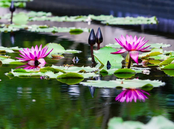 Beautiful pink lotus water lily in pond