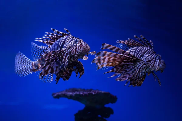 Fish butterfly-cod in water.