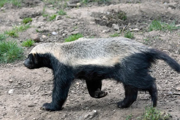 Honey badger Stock Images - Search Stock Images on Everypixel