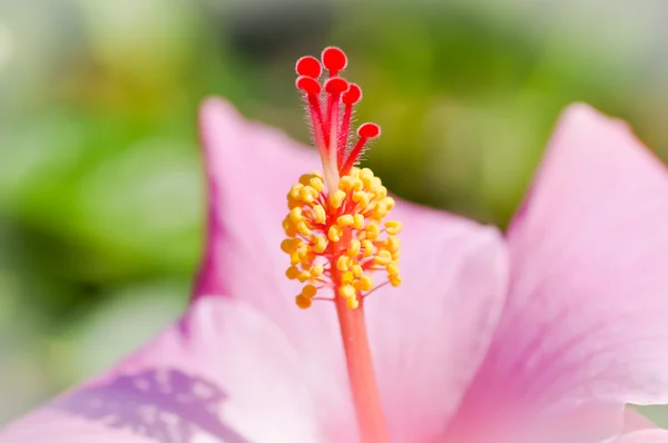 Pollen of pink hibicus,  flower, pink chinese rose,pink shoe flo