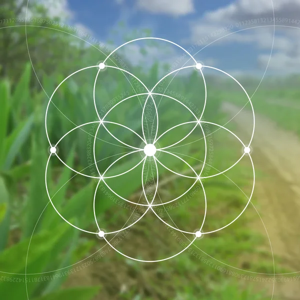 Flower of life - the interlocking circles ancient symbol. Sacred geometry. Mathematics, nature, and spirituality in nature. Fibonacci row. The formula of nature. Self-knowledge in meditation.