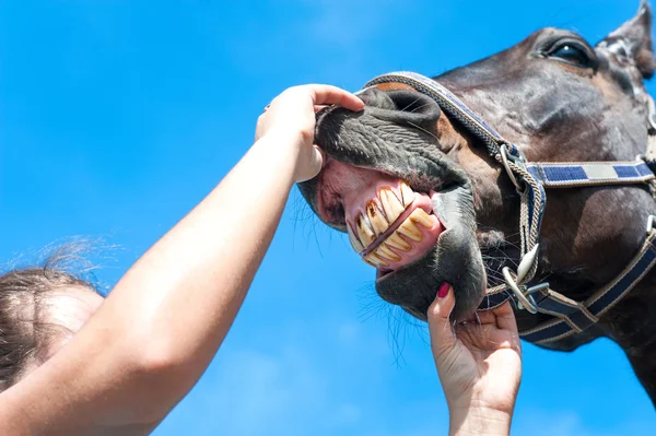 Owner checking horse teeth. Multicolored outdoors image.