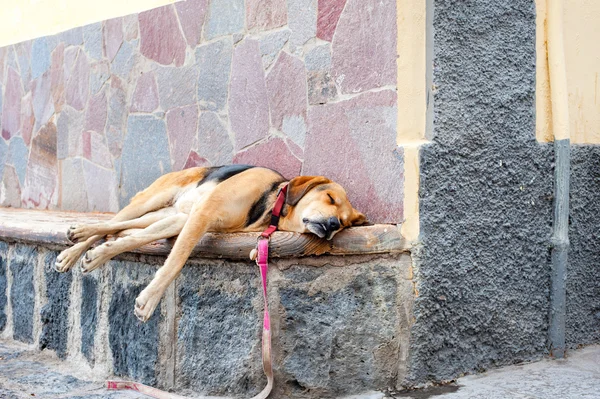 Cross-breed dog sleeping on the stone bench on the street.