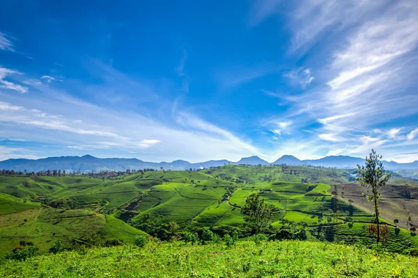 Beautiful tea garden with blue sky in Indonesia