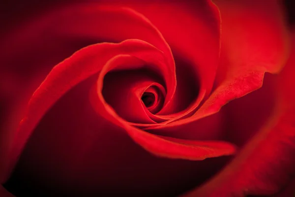 Beautiful Close up Red flower background