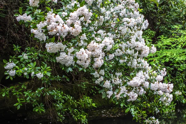 Wild Mountain Laurel