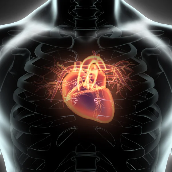 Human Internal Organic - Human Heart.