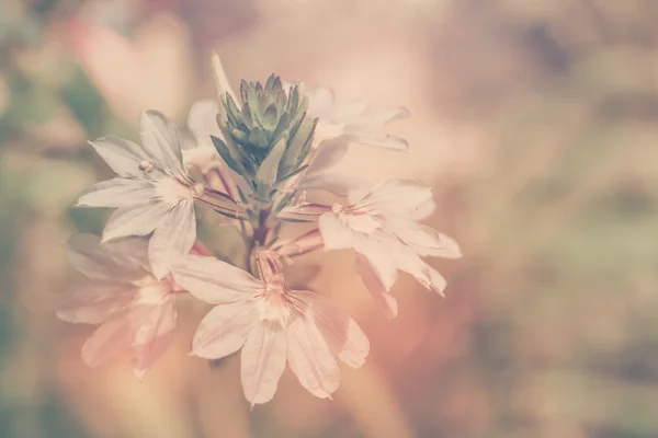 Flower closeup. Retro flowers background