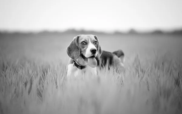 Beagle dog in nature - black and white with copy space