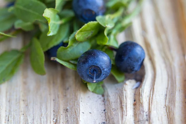 Wild blue berries from the forest of Finland