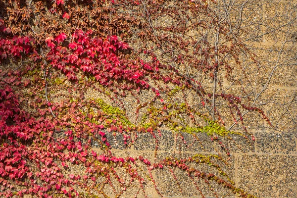 Green hedera helix or common english ivy in autumn colors  covering an old historic wall in Cambridge UK