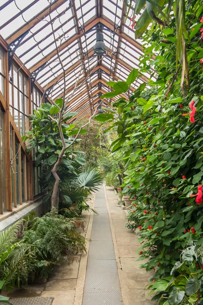 Old wooden greenhouse in the botanical garden in Cambridge UK