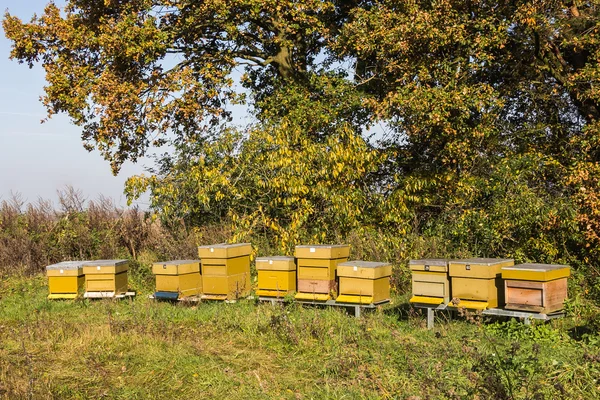 Bee hives in the sun