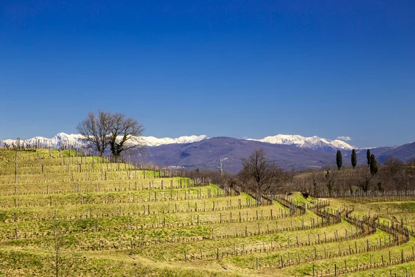 在早春的葡萄园 - 图库照片mitch.zul#10511007