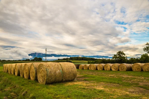 Hay bale in the fields of italy