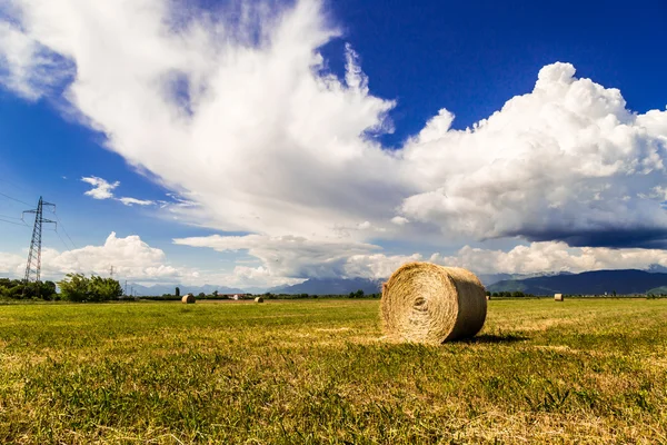 Hay bale in the fields of italy