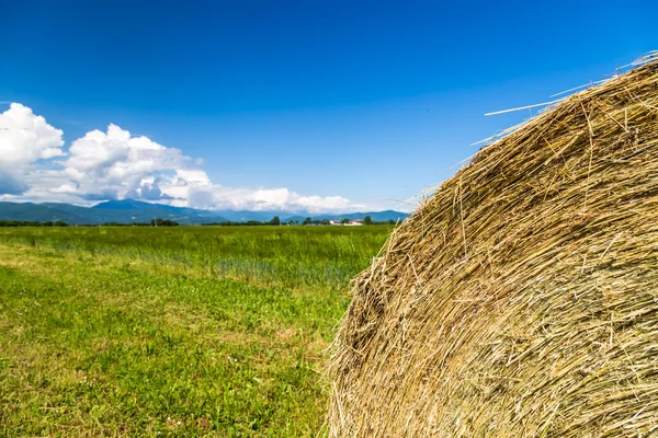 Hay bale in the fields of italy