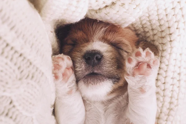 Cute puppy sleeping with his paws up on a knitted sweater. Cozy winter at home.