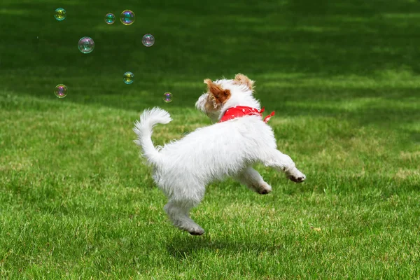 Fluffy white puppy jumps and catches the soap bubbles