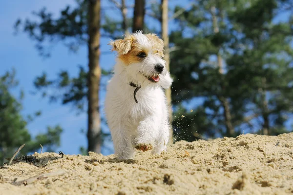 Cute furry dog running in a summer forest. Small funny smiling puppy playing outdoors.