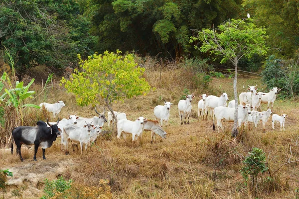 Herd of brazilian beef cattle bull - nellore, white cow