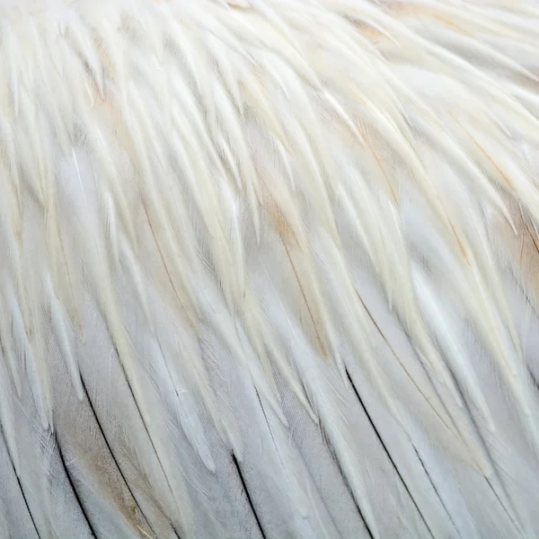 Spot-billed Pelecanus feathers