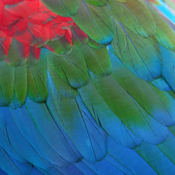 Greenwinged Macaw feathers