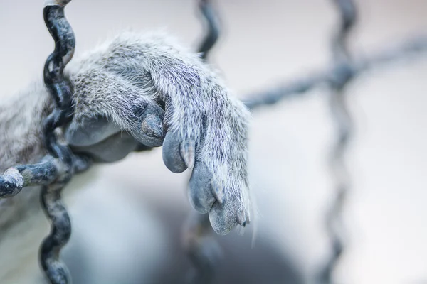 Hand animal in cage