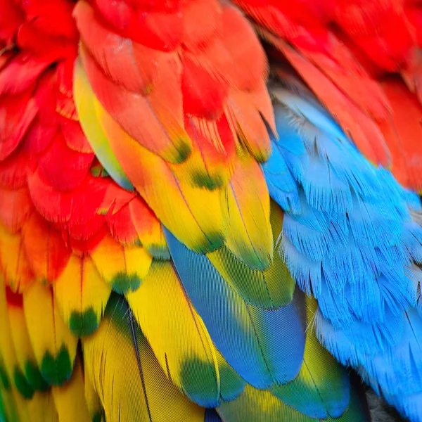 Scarlet Macaw feathers