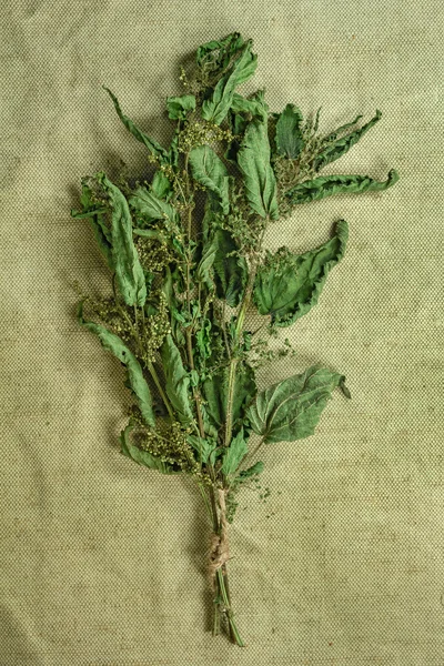 Nettle.Dried herbs. Herbal medicine, phytotherapy medicinal herb