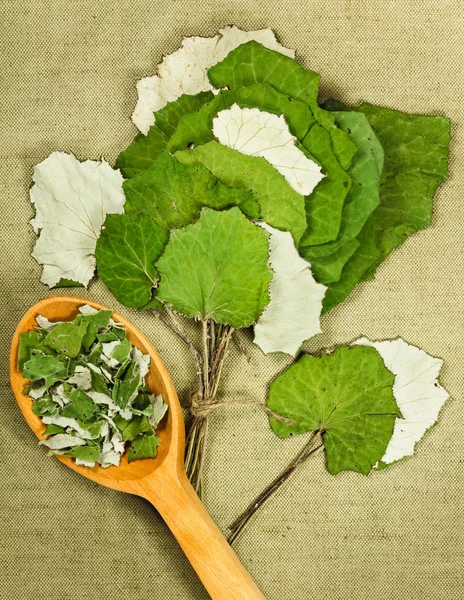 Coltsfoot, foalfoot.Dried herbs. Herbal medicine, phytotherapy m